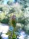 Premier bouton de rose (La Seyne sur Mer, 29 Juin 2004)