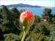 Bouton de rose (La Seyne sur Mer, 3 Juillet 2004)