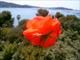 Première rose du balcon (La Seyne sur Mer, 5 Juillet 2004)