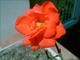 Première rose du balcon (La Seyne sur Mer, 5 Juillet 2004)
