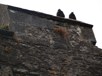 Corbeaux sur le Rock of Cashel (31 juillet 2005)