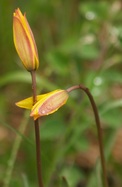  Tulipes sauvages (Vercors, 8 mai 2007)