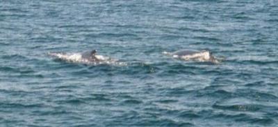 Maman baleine et bébé baleineau, aperçus durant un «Whale Watch» près de Boston (7 juillet 2001)