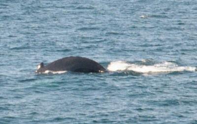 Une baleine, aperçue durant un «Whale Watch» près de Boston (7 juillet 2001)