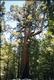 Photo d'un sequoia geant