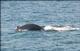 Une baleine, aperçue durant un «Whale Watch» près de Boston (7 juillet 2001)