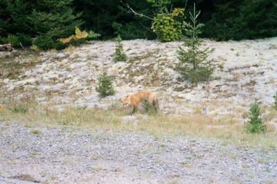 Notre copain le renard dans le Parc de la Mauricie