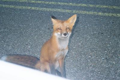 Le retour de notre copain le renard