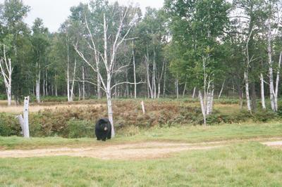 Un ours noir dans le zoo sauvage de Saint-Félicien