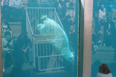 L’ours polaire Nanku pendant sa collation au zoo de Saint-Félicien