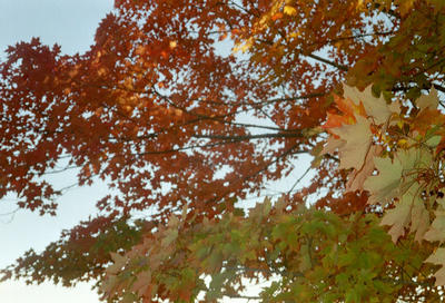 Les feuillages d’automne (Maine USA, 2001/10/06)