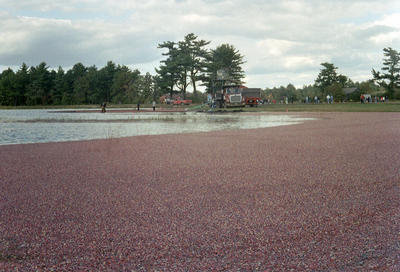 La récolte des canneberges (Massachussets USA, 2001/10/07)