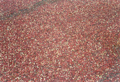 La récolte des canneberges (Massachussets USA, 2001/10/07)