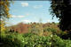 Vue sur l’arboretum (Boston MA, 2001/10/27)
