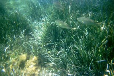 Nos copains les poissons (Port-Cros, 23 Juin 2002)