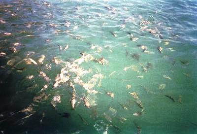 Les poissons au rendez-vous des pêcheurs (Sortie en mer, Baie de Parati, 23 Juillet 2002)