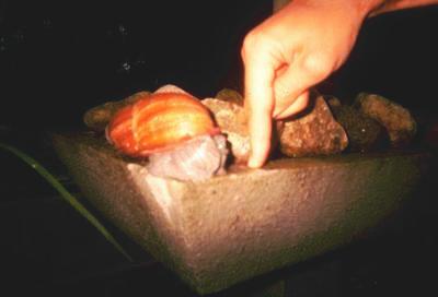 Un escargot monstrueux [échelle: index de Dom] (Jardin Botanique de Rio de Janeiro, 17 Juillet 2002)