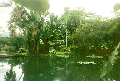 Un étang du jardin botanique (Rio de Janeiro, 17 Juillet 2002)