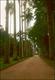 Allée de palmiers (Jardin Botanique de Rio de Janeiro, 17 Juillet 2002)