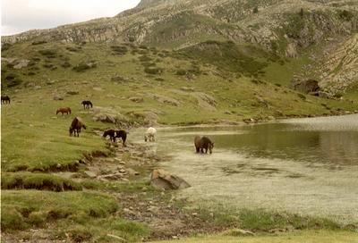 Chevaux aux Lacs d’Ayous (Hautes-Pyrénées, 16 Août 2002)