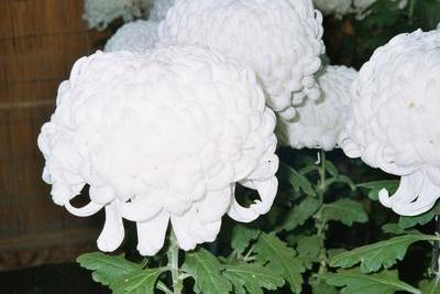 Chrystanthème géant (Kamakura, Japon, 16 Novembre 2003)