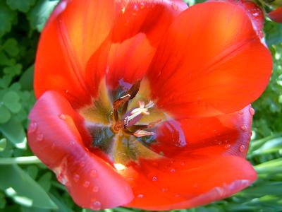 Tulipe rouge (Labeaume, Ardèche, 23 Avril 2004)