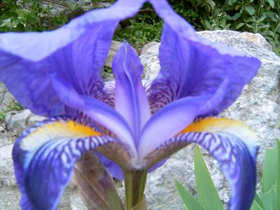 Iris bleu (Viel Audon, Ardèche, 23 Avril 2004)