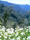 La vallée du Chassezac vue depuis Thines (Ardèche, 25 Avril 2004)