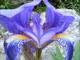 Iris bleu (Viel Audon, Ardèche, 23 Avril 2004)