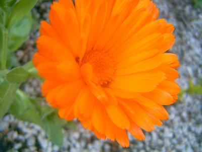 Fleur du jardin (Tour Béline, 1er Mai 2004)