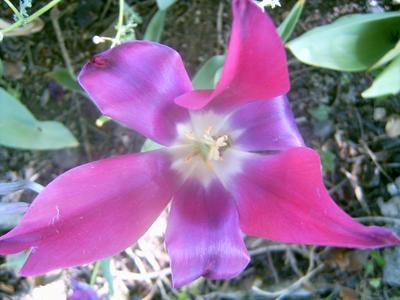Fleur du jardin (Tour Béline, 1er Mai 2004)