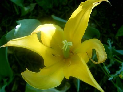 Fleur du jardin (Tour Béline, 1er Mai 2004)