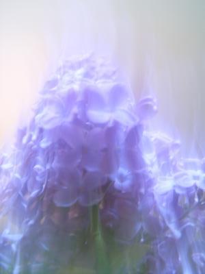 évaporation de lilas (Tour Béline, 1er Mai 2004)