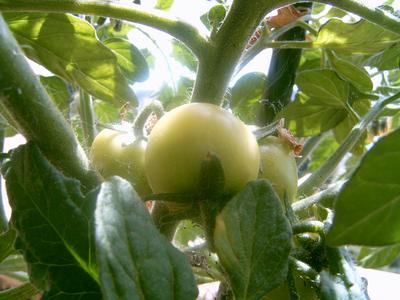 Notre première tomate du balcon (La Seyne sur Mer, 26 Mai 2004)