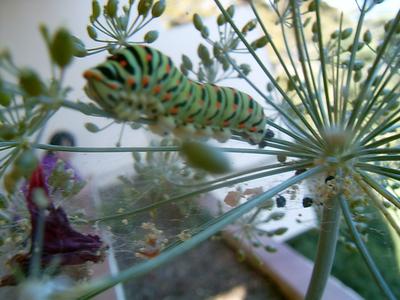 Faune du balcon (La Seyne sur Mer, 26 Juin 2004)