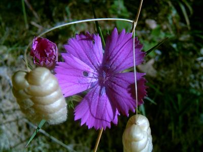Fleur sauvage (Chartreuse de la Verne, 10 Juillet 2004)