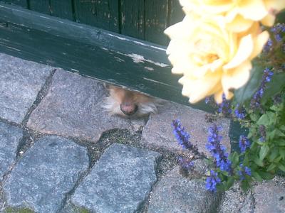 Curiosité canine (Dragør, Danemark, 18 Juillet 2004)