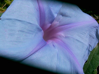 Fleur bleue (parc Saint-Bernard, Hyères, 11 Septembre 2004)