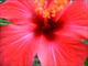 Hibiscus (parc Saint-Bernard, Hyères, 11 Septembre 2004)