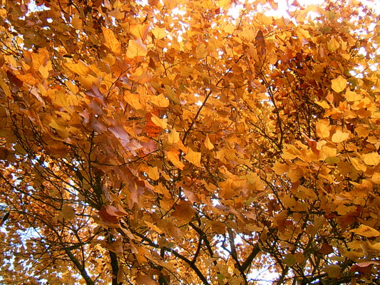Couleurs d’automnes (Jardin Botanique du Parc Victoria, Bath, 30 Octobre 2004)