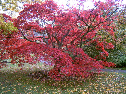 Couleurs d’automnes (Jardin Botanique du Parc Victoria, Bath, 30 Octobre 2004)