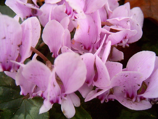 Fleurs roses (Parc du manoir de Lacock, 31 Octobre 2004)