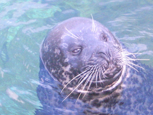 Phoque (Oceanografic de Valencia, 12 Novembre 2004)