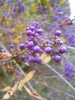 Couleurs d’automnes (Jardin Botanique du Parc Victoria, Bath, 30 Octobre 2004)