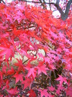 Couleurs d’automnes (Jardin Botanique du Parc Victoria, Bath, 30 Octobre 2004)