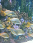 Poissons tropicaux (Oceanografic de Valencia, 12 Novembre 2004)