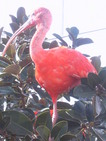 Ibis rouge (Oceanografic de Valencia, 12 Novembre 2004)