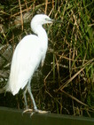 Aigrette (Oceanografic de Valencia, 12 Novembre 2004)