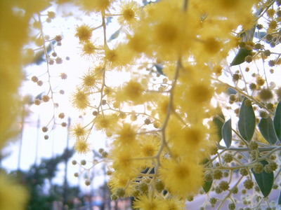 Mimosa en fleur (Sanary-sur-Mer, 12 Décembre 2004)