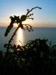 Coucher de soleil (Sanary-sur-Mer, 12 Décembre 2004)
